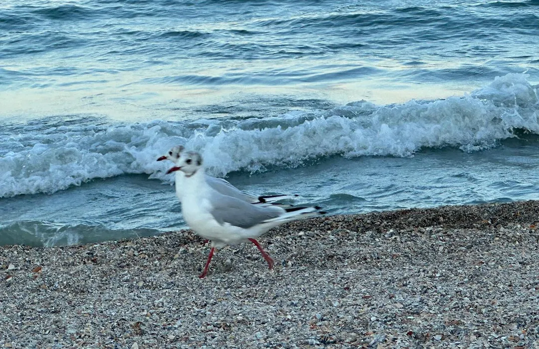 EER Beach Studios Mamaia-1
